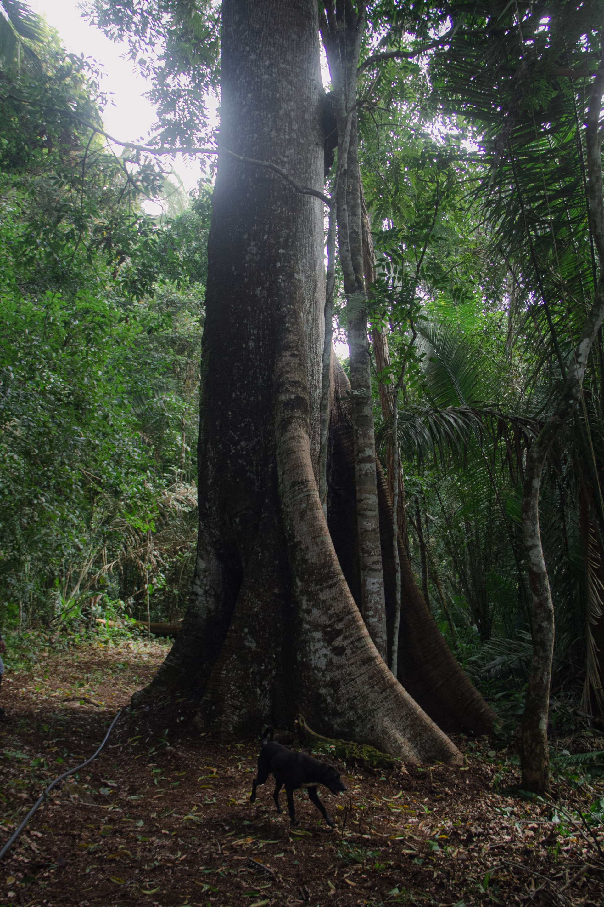 Cachoeira do Kael- Gruta